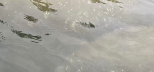 The First Time I Saw a Manatee (and Why It Stayed With Me)