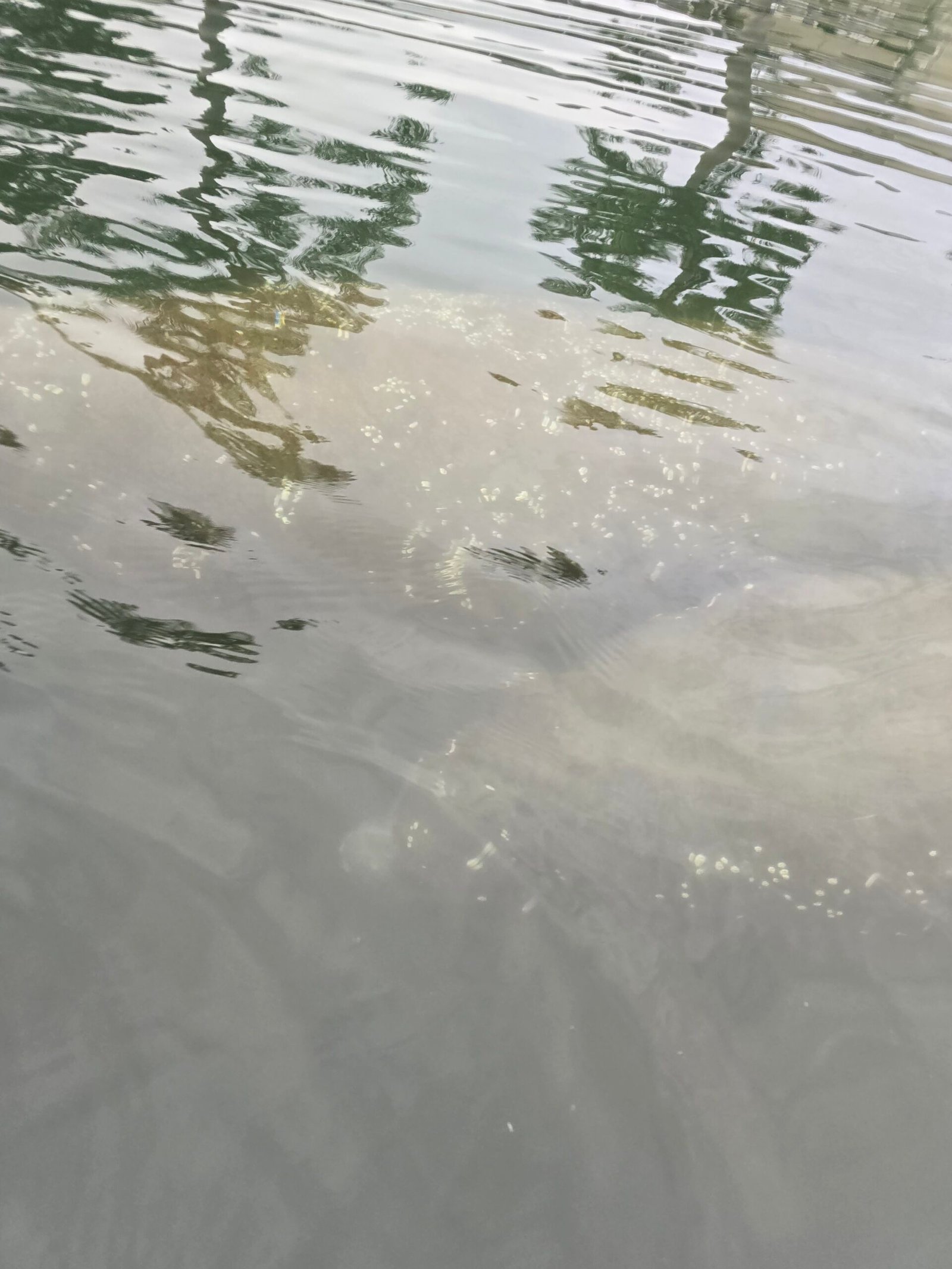 The First Time I Saw a Manatee (and Why It Stayed With Me)