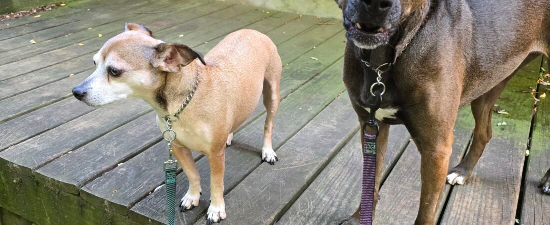 What My Dogs Taught Me About Living in the Moment