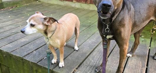 What My Dogs Taught Me About Living in the Moment