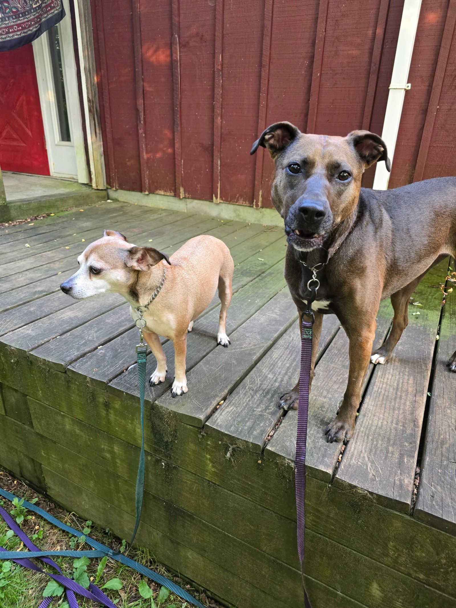 What My Dogs Taught Me About Living in the Moment