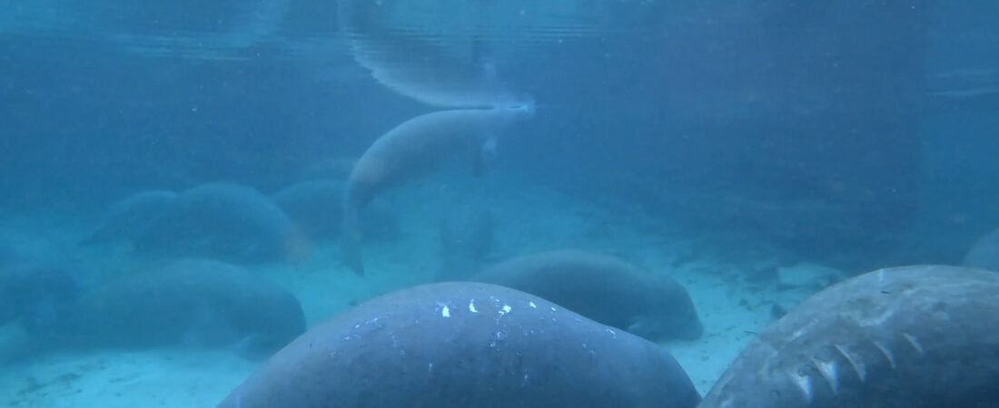 What If We Lived Like Manatees Instead of Machines?
