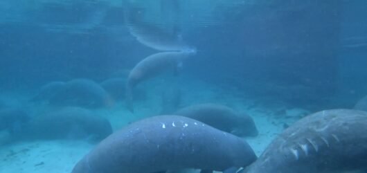 What If We Lived Like Manatees Instead of Machines?
