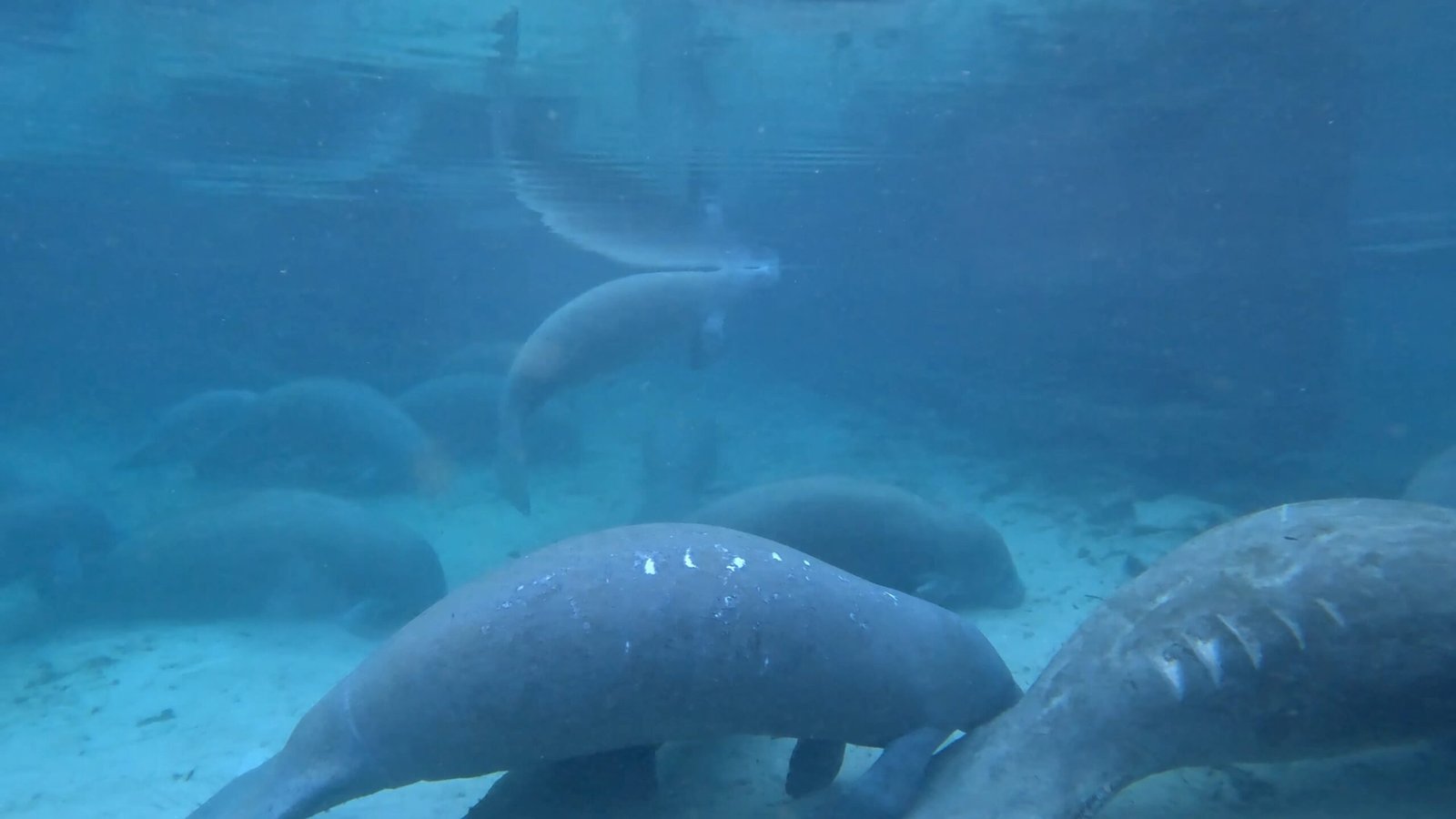 What If We Lived Like Manatees Instead of Machines?