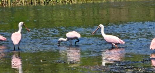 A Small Adventure That Meant More Than I Expected: An Airboat Tour on the Withlacoochee River
