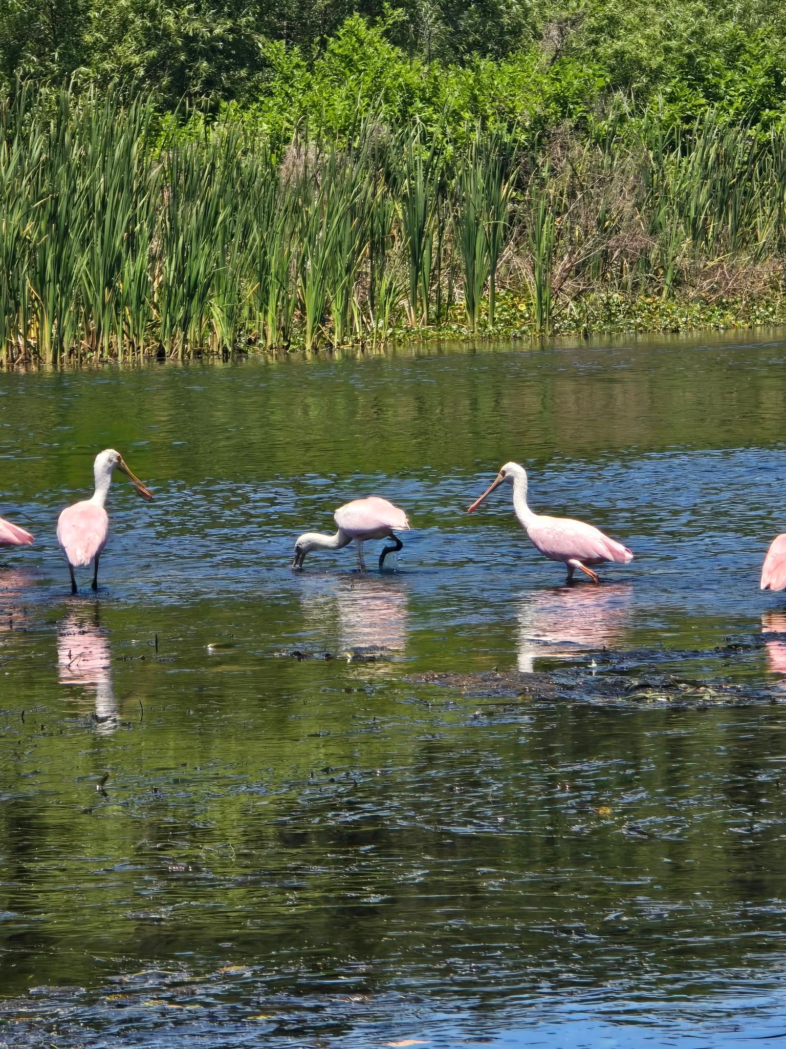 A Small Adventure That Meant More Than I Expected: An Airboat Tour on the Withlacoochee River